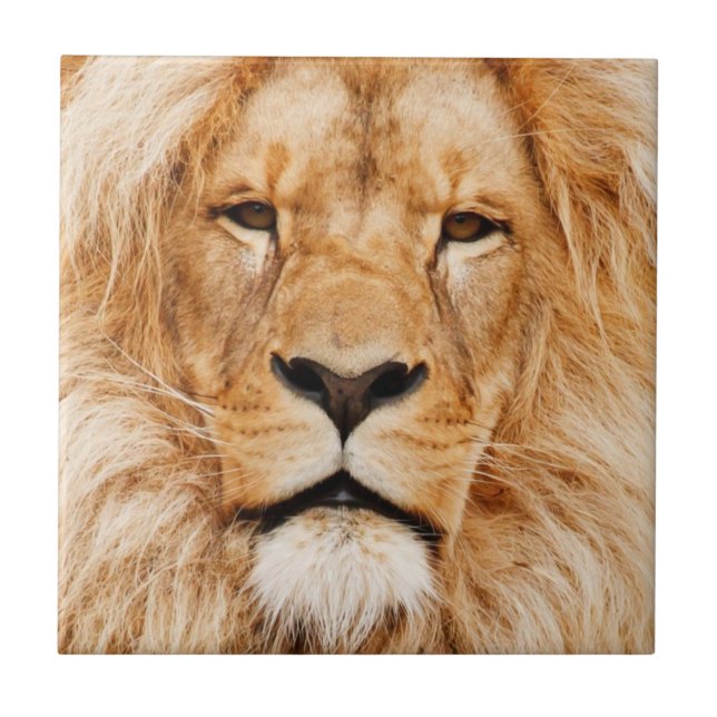 Lion Fliese (Vorderseite)