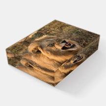 Lion Foto in der Wildnis