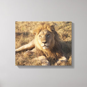 Lion Foto Leinwanddruck
