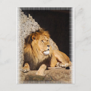 Lion Foto Postcard Postkarte