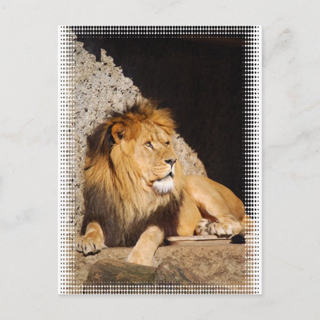 Lion Foto Postcard Postkarte (Vorderseite)