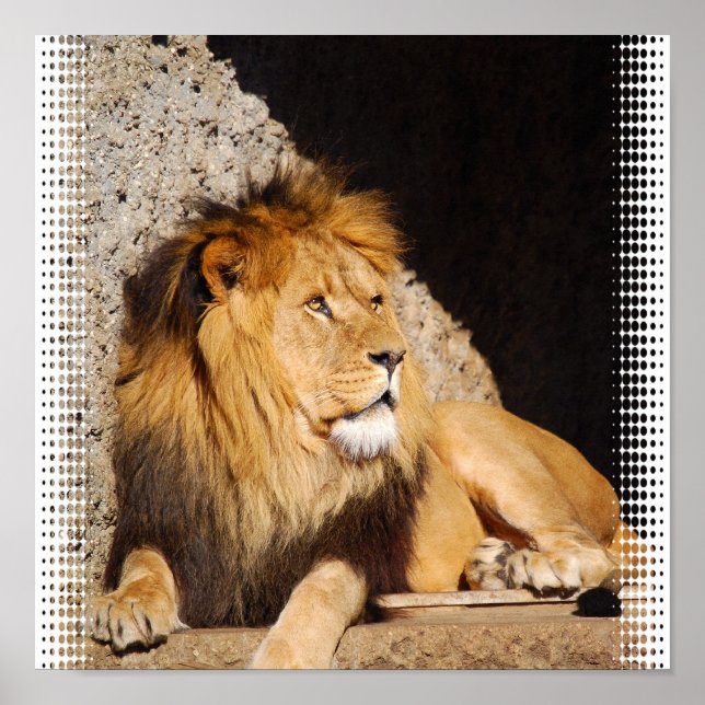 Lion Foto Print Poster (Vorne)
