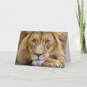 LION FOTOGRAFIE BIRTHDAY GREETING CARD KARTE