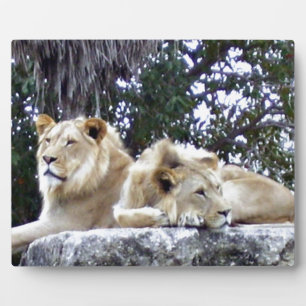 Lion Friends Fotoplatte
