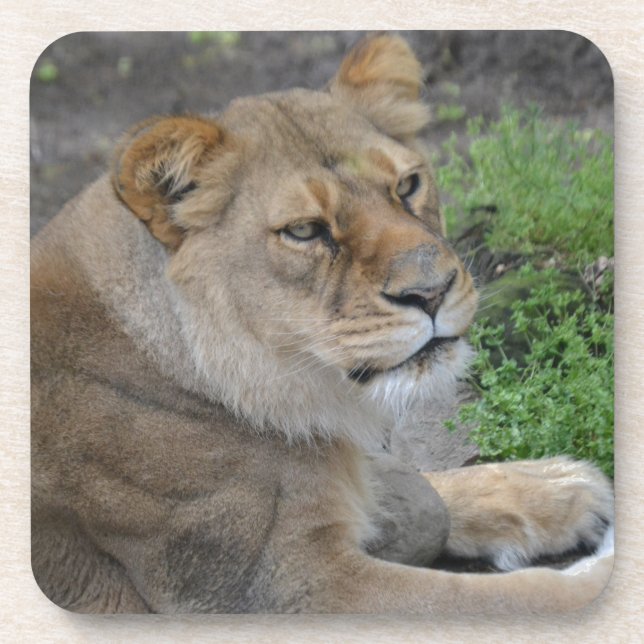 Lion Getränkeuntersetzer (Vorderseite)