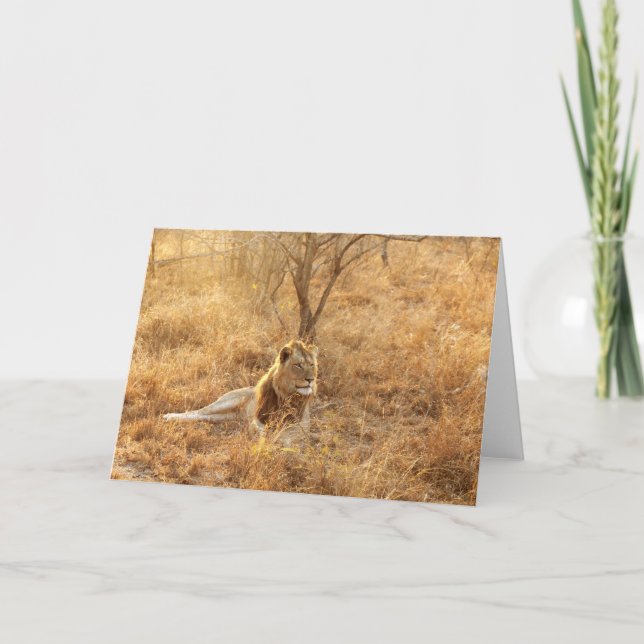 Lion Greeting Card Karte (Vorderseite)