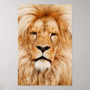 Lion Head Canvas Print Poster