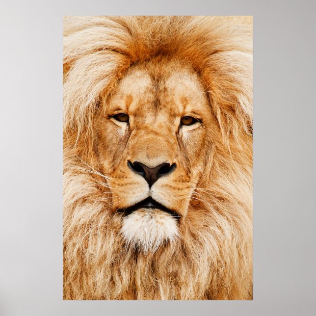 Lion Head Poster (Vorne)