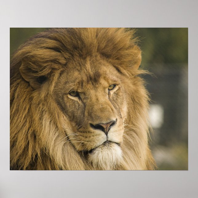 Lion Head Poster (Vorne)