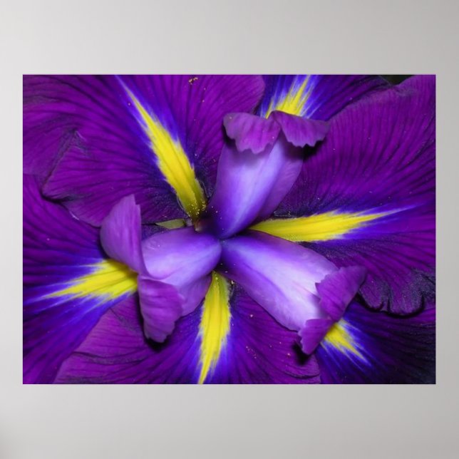 Lion Head Poster (Vorne)