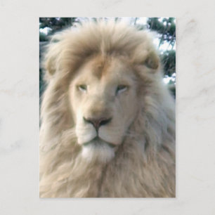 Lion Head Postkarte