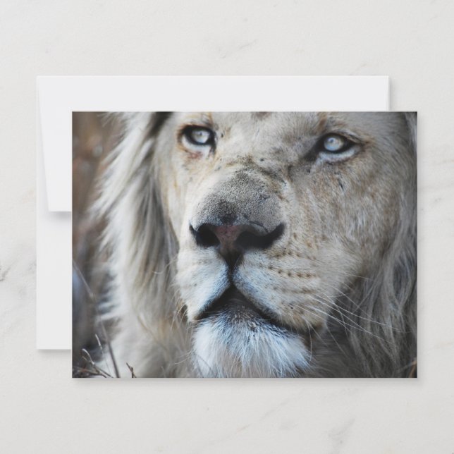 Lion hört meinem Herzschlag Afrika zu (Vorderseite)