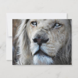 Lion hört meinem Herzschlag Afrika zu