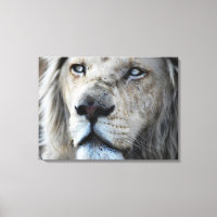 Lion hört meinem Herzschlag Afrika zu