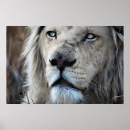 Lion hört meinem Herzschlag Afrika zu Poster