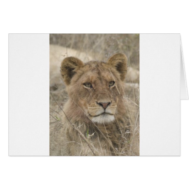 Lion im Kruger Nationalpark (Vorderseite (Horizontal))