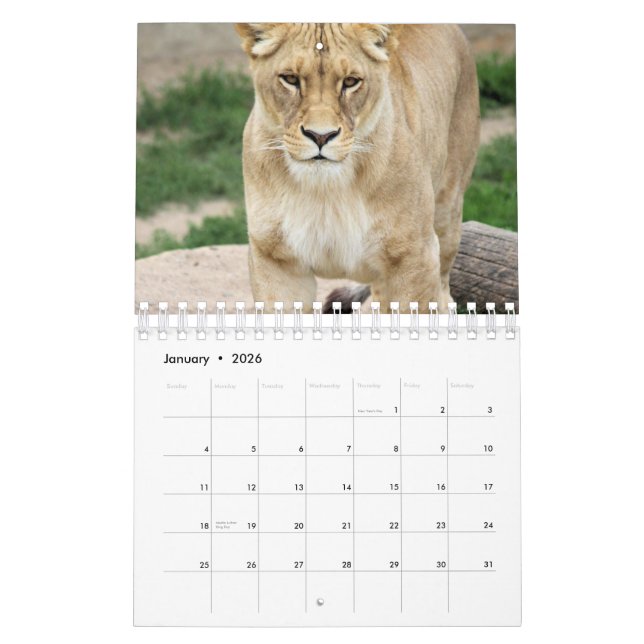 Lion Kalender (Jan 2026)