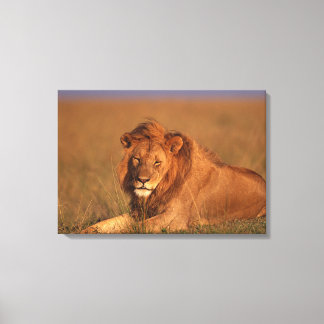 Lion Leinwanddruck