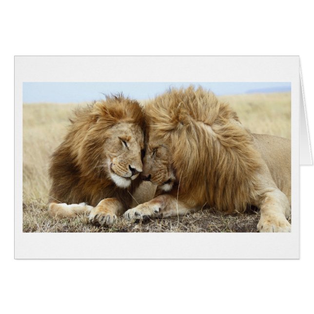 Lion Liebe (Vorderseite (Horizontal))