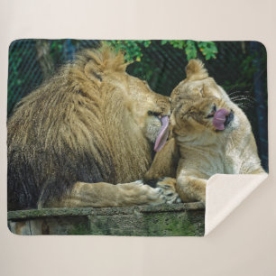 LION-LIEBE SHERPADECKE