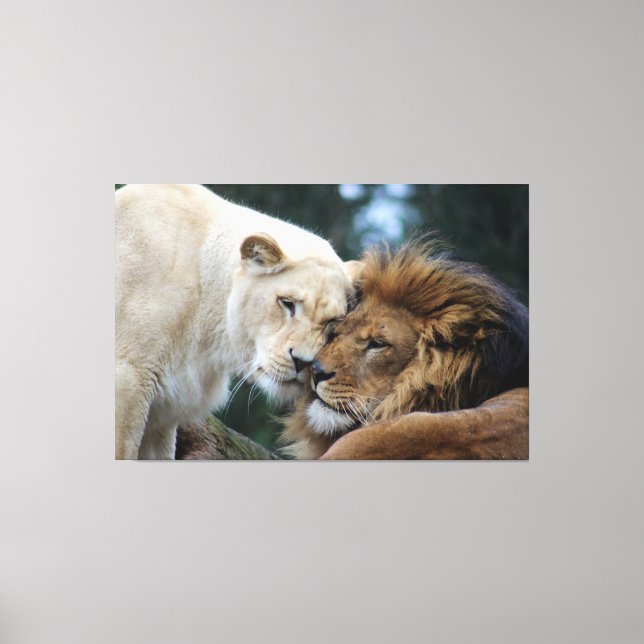 Lion & Lioness Canvas Print Leinwanddruck (Vorderseite)