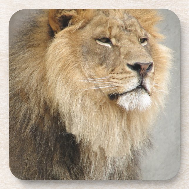 Lion Lovers Art Getränkeuntersetzer (Vorderseite)