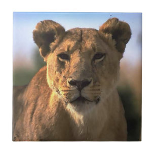 Lion Lovers Female Lioness Fliese