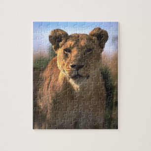 Lion Lovers Female Lioness Puzzle