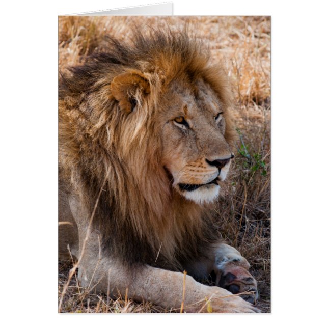 Lion Maasai Mara National Reserve, Kenia (Vorne)
