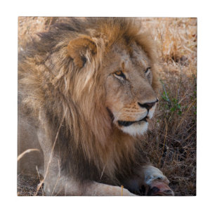 Lion Maasai Mara National Reserve, Kenia Fliese