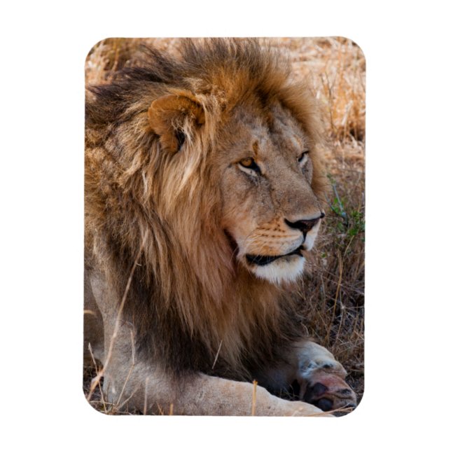 Lion Maasai Mara National Reserve, Kenia Magnet (Vertikal)
