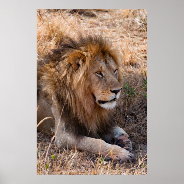 Lion Maasai Mara National Reserve, Kenia Poster (Vorne)