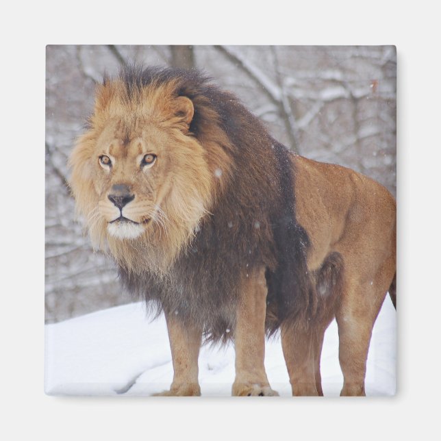 Lion Magnet (Vorne)