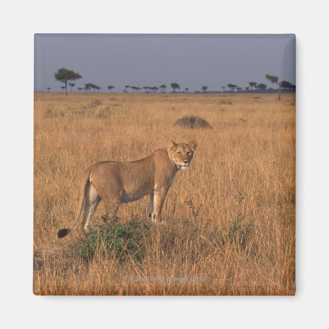 Lion Magnet (Vorne)