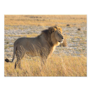 LION MALE FOTODRUCK
