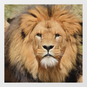LION MALE GLASS FENSTER FENSTERAUFKLEBER