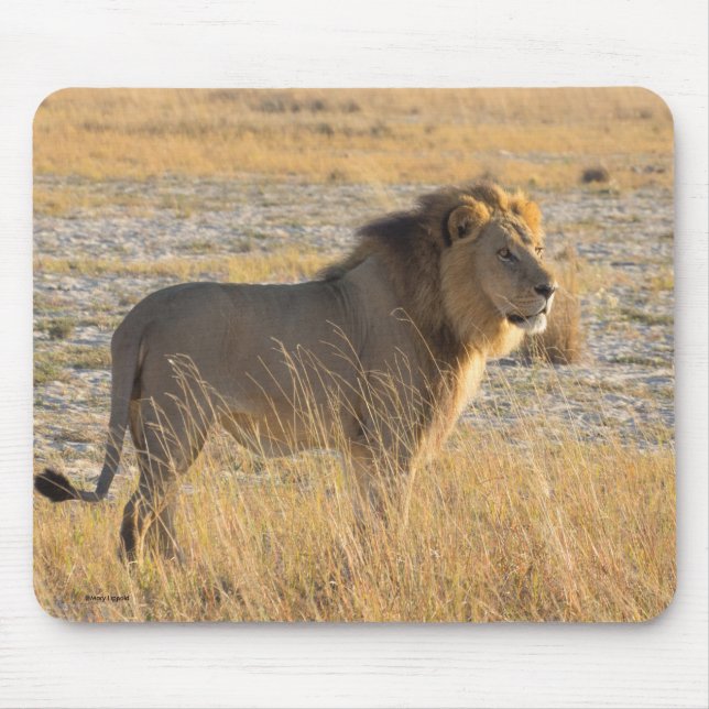 LION MALE MOUSEPAD (Vorne)