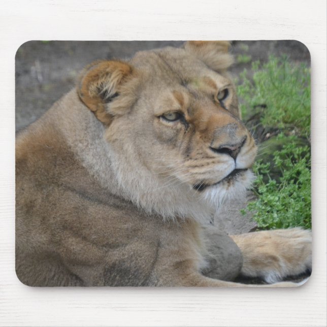 Lion Mousepad (Vorne)