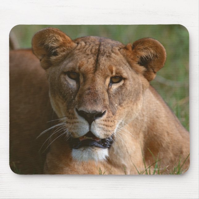 Lion Mousepad (Vorne)
