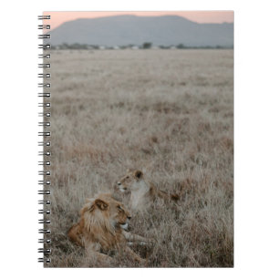LION ON ON BROWN GRASS FIELD WÄHREND DES TAGES NOTIZBLOCK