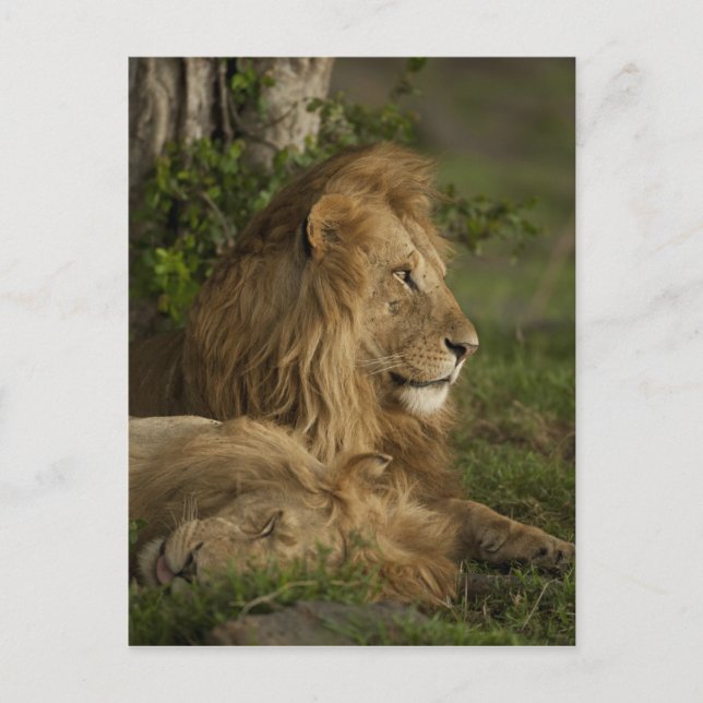 Lion, Panthera leo, Lower Mara, Masai Mara GR, Postkarte (Vorderseite)