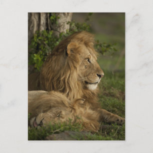 Lion, Panthera leo, Lower Mara, Masai Mara GR, Postkarte