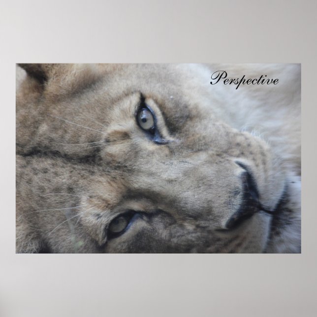 Lion Perspective Poster (Vorne)