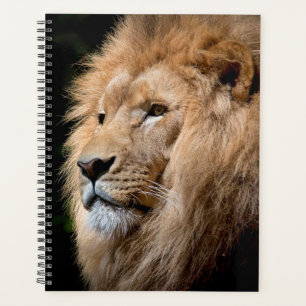 Lion Planer