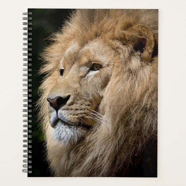 Lion Planer (Vorderseite)