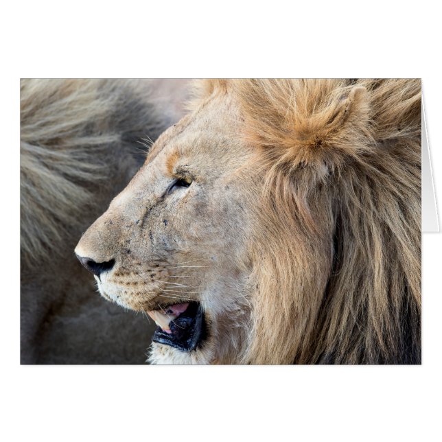 Lion Portrait (Vorderseite (Horizontal))
