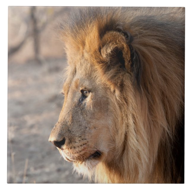 Lion Portrait Fliese (Vorderseite)