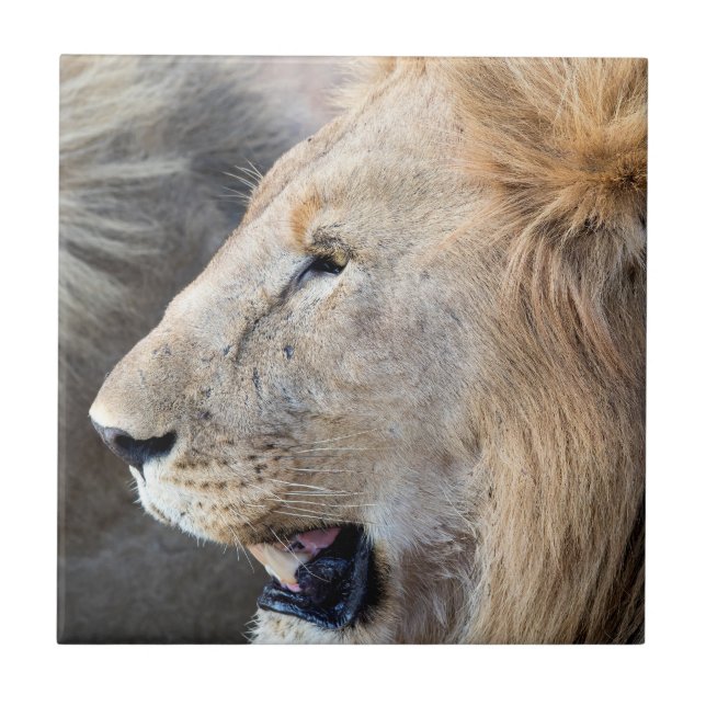 Lion Portrait Fliese (Vorderseite)