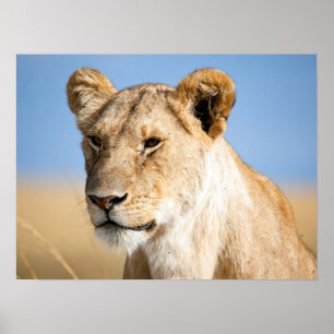 Lion-Portrait-Foto Poster