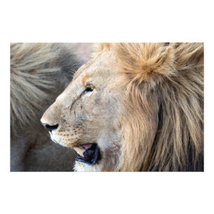 Lion Portrait Fotodruck